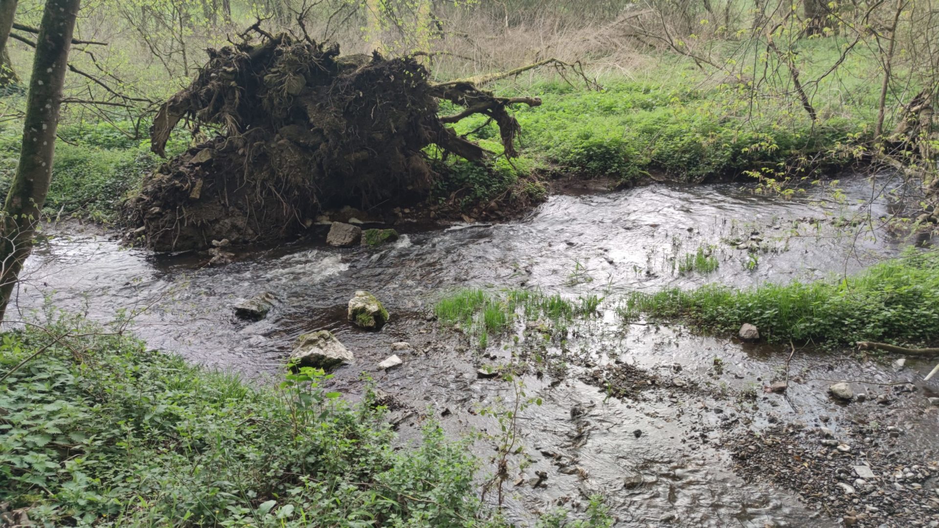 rivière passant dans un bois