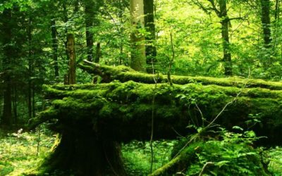 Des forêts plus vieilles pour une planète plus durable