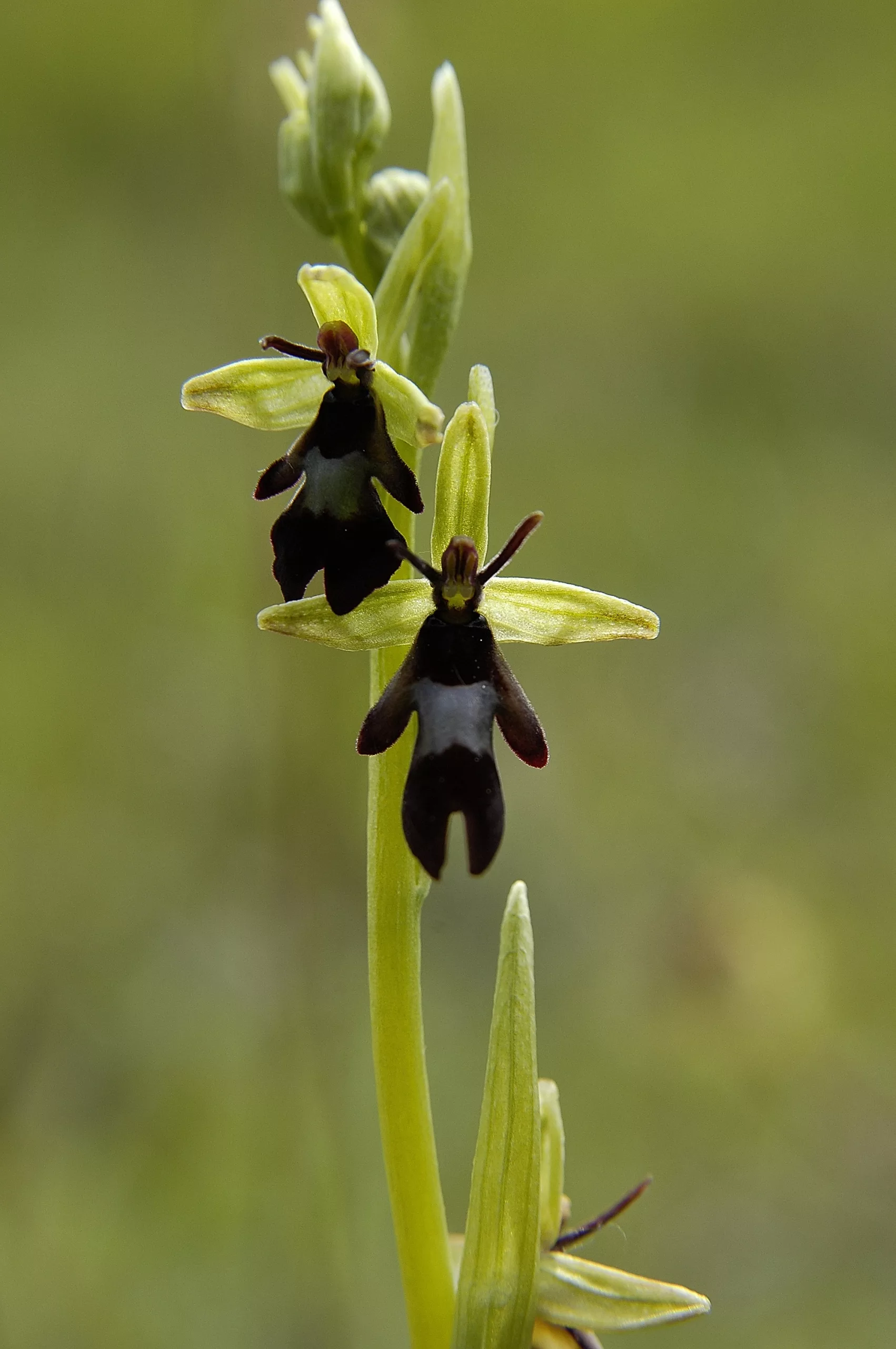 Ophrys mouche (Ophrys insectifera), l’une des nombreuses orchidaceae de Calestienne. Photo : ©CNABH.