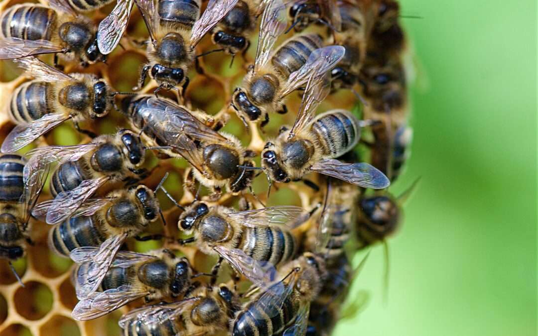 3 questions à Estelle, qui étudie l’abeille noire dans le Parc national