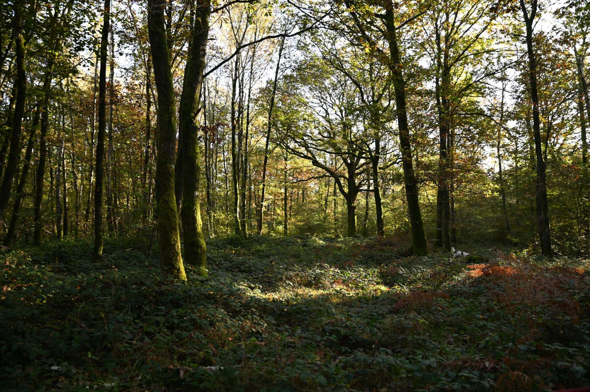 sous-bois réserve biologique