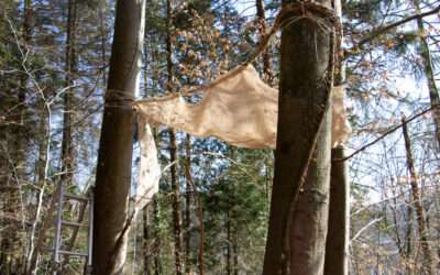 3 questions à Babette sur les forêts de jeu libre