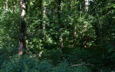 Une étude inédite pour évaluer la résilience des forêts en libre évolution !